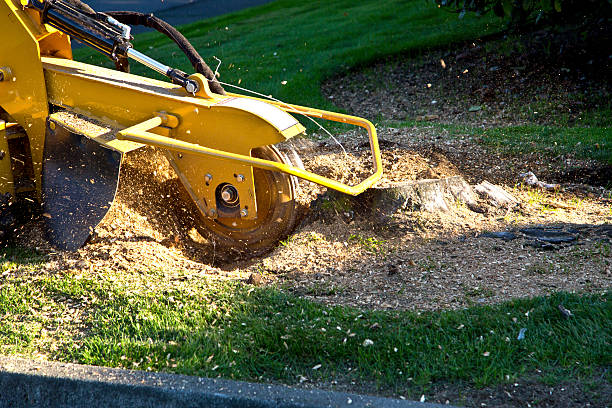 How Our Tree Care Process Works  in  Highland, CA